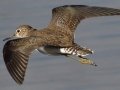 Solitary Sandpiper