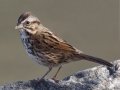 Song Sparrow