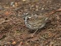 Song Sparrow