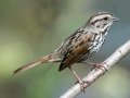 Song Sparrow