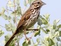 Song Sparrow