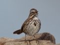Song Sparrow