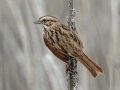 Song Sparrow