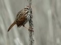 Song Sparrow