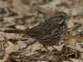 Song Sparrow