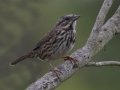 Song Sparrow