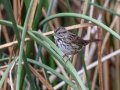 Song Sparrow