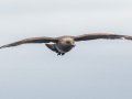 South Polar Skua - San Diego Pelagic, Hour 4 of 10, San Diego County, California, 6/14/2015