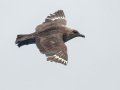 South Polar Skua - San Diego Pelagic, Hour 4 of 10, San Diego County, California, 6/14/2015