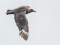 South Polar Skua - San Diego Pelagic, Hour 4 of 10, San Diego County, California, 6/14/2015
