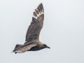 South Polar Skua - San Diego Pelagic, Hour 4 of 10, San Diego County, California, 6/14/2015