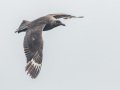 South Polar Skua - San Diego Pelagic, Hour 4 of 10, San Diego County, California, 6/14/2015