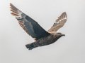 South Polar Skua - San Diego Pelagic, Hour 4 of 10, San Diego County, California, 6/14/2015