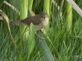 Common Reed Warbler (African) - Amersfoort Road, Dr.Pixley Ka Isaka Seme Rural, Volksrust ZA-MP -27.26017, 30.11059, Mpumalanga, South Africa, Dec 6, 2024 Common Reed Warbler (African) - Amersfoort Road, Dr.Pixley Ka Isaka Seme Rural, Volksrust ZA-MP -27.26017, 30.11059, Mpumalanga, South Africa, Dec 6, 2024