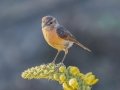 African Stonechat - Amersfoort Road, Dr.Pixley Ka Isaka Seme Rural, Volksrust ZA-MP -27.26017, 30.11059, Mpumalanga, South Africa, Dec 6, 2024 African Stonechat - Amersfoort Road, Dr.Pixley Ka Isaka Seme Rural, Volksrust ZA-MP -27.26017, 30.11059, Mpumalanga, South Africa, Dec 6, 2024