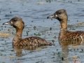 White-backed Duck - Mpempe Pan, Kwazulu-Natal, South Africa, Dec 8, 2024 White-backed Duck - Mpempe Pan, Kwazulu-Natal, South Africa, Dec 8, 2024