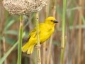 African Golden-Weaver - St. Lucia Bridge, iSimangaliso Wetland Park, Mtubatuba ZA-KZN -28.36998, 32.40987, KwaZulu-Natal , South Africa, Dec 9, 2024 African Golden-Weaver - St. Lucia Bridge, iSimangaliso Wetland Park, Mtubatuba ZA-KZN -28.36998, 32.40987, KwaZulu-Natal , South Africa, Dec 9, 2024