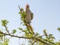Red-faced Mousebird - Pongola Nature Reserve, Pongola ZA-KwaZulu-Natal -27.32294, 31.89587, Kwazulu-Natal, South Africa, Dec 7, 2024