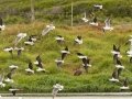 Black-winged Stilts - Strandfontein WTP, Western Cape, ZA on Mon Nov 25, 2024 Black-winged Stilts - Strandfontein WTP, Western Cape, ZA on Mon Nov 25, 2024