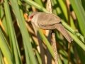 Common Waxbill - Intaka Island, Western Cape, South Africa, Nov 23, 2024 Common Waxbill - Intaka Island, Western Cape, South Africa, Nov 23, 2024
