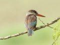 Brown-hooded Kingfisher - Pietermaritzburg--Darvill Resources Park, Kwazulu-Natal, South Africa, Dec 14, 2024 Brown-hooded Kingfisher - Pietermaritzburg--Darvill Resources Park, Kwazulu-Natal, South Africa, Dec 14, 2024