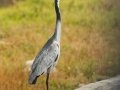 Black-headed Heron - Strandfontein WTP, Western Cape, ZA on Mon Nov 25, 2024 Black-headed Heron - Strandfontein WTP, Western Cape, ZA on Mon Nov 25, 2024