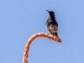 Mountain Chat - Tankwa Pdastal to Witzenberg Road, Western Cape, ZA on Thu Nov 28, 2024