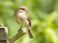 African Dusky Flycatcher - Kirstenbosch Botanical Garden, Western Cape, ZA, Nov 25, 2024 African Dusky Flycatcher - Kirstenbosch Botanical Garden, Western Cape, ZA, Nov 25, 2024