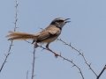 Black-chested Prinia - North of Brandvlei (R357) ZA-Northern Cape (-30.4551,20.5361), Northern Cape, ZA on Sat Nov 30, 2024 Black-chested Prinia - North of Brandvlei (R357) ZA-Northern Cape (-30.4551,20.5361), Northern Cape, ZA on Sat Nov 30, 2024