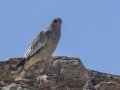 Pale Chanting-Goshawk - Tankwa Pdastal to Witzenberg Road, Western Cape, ZA on Thu Nov 28, 2024 Pale Chanting-Goshawk - Tankwa Pdastal to Witzenberg Road, Western Cape, ZA on Thu Nov 28, 2024