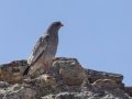 Pale Chanting-Goshawk - Tankwa Pdastal to Witzenberg Road, Western Cape, ZA on Thu Nov 28, 2024 Pale Chanting-Goshawk - Tankwa Pdastal to Witzenberg Road, Western Cape, ZA on Thu Nov 28, 2024