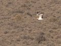 Ludwigs Bustard - North of Calvinia (R27) ZA-Northern Cape (-30.9709,20.3261), Northern Cape, ZA on Sat Nov 30, 2024 Ludwigs Bustard - North of Calvinia (R27) ZA-Northern Cape (-30.9709,20.3261), Northern Cape, ZA on Sat Nov 30, 2024