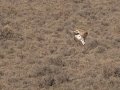 Ludwigs Bustard - North of Calvinia (R27) ZA-Northern Cape (-30.9709,20.3261), Northern Cape, ZA on Sat Nov 30, 2024 Ludwigs Bustard - North of Calvinia (R27) ZA-Northern Cape (-30.9709,20.3261), Northern Cape, ZA on Sat Nov 30, 2024