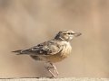 Sclaters Lark - North of Brandvlei (R357) ZA-Northern Cape (-30.4551,20.5361), Northern Cape, ZA on Sat Nov 30, 2024 Sclaters Lark - North of Brandvlei (R357) ZA-Northern Cape (-30.4551,20.5361), Northern Cape, ZA on Sat Nov 30, 2024
