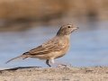 Lark-like Bunting - North of Brandvlei (R357) ZA-Northern Cape (-30.4551,20.5361), Northern Cape, ZA on Sat Nov 30, 2024 Lark-like Bunting - North of Brandvlei (R357) ZA-Northern Cape (-30.4551,20.5361), Northern Cape, ZA on Sat Nov 30, 2024