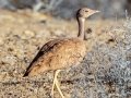 Karoo Bustard - North of Calvinia (R27) ZA-Northern Cape (-30.9709,20.3261), Northern Cape, ZA on Sat Nov 30, 2024 Karoo Bustard - North of Calvinia (R27) ZA-Northern Cape (-30.9709,20.3261), Northern Cape, ZA on Sat Nov 30, 2024