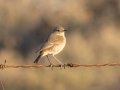 Sickle-winged Chat - R382, Port Nolloth ZA-Northern Cape (-29.1545,16.8575), Northern Cape, South Africa,, Dec 1, 2024 Sickle-winged Chat - R382, Port Nolloth ZA-Northern Cape (-29.1545,16.8575), Northern Cape, South Africa,, Dec 1, 2024