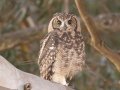 Spotted Eagle-Owl - Langebaan Quarry, Western Cape, ZA on Fri Nov 29, 2024 Spotted Eagle-Owl - Langebaan Quarry, Western Cape, ZA on Fri Nov 29, 2024