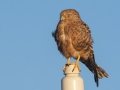 Greater Kestrel - R382, Port Nolloth ZA-Northern Cape (-29.1545,16.8575), Northern Cape, South Africa,, Dec 1, 2024 Greater Kestrel - R382, Port Nolloth ZA-Northern Cape (-29.1545,16.8575), Northern Cape, South Africa,, Dec 1, 2024