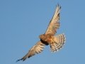 Greater Kestrel - R382, Port Nolloth ZA-Northern Cape (-29.1545,16.8575), Northern Cape, South Africa,, Dec 1, 2024 Greater Kestrel - R382, Port Nolloth ZA-Northern Cape (-29.1545,16.8575), Northern Cape, South Africa,, Dec 1, 2024