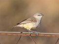 Yellow-bellied Eremonmela - North of Calvinia (R27) ZA-Northern Cape (-30.9709,20.3261), Northern Cape, ZA on Sat Nov 30, 2024 Yellow-bellied Eremonmela - North of Calvinia (R27) ZA-Northern Cape (-30.9709,20.3261), Northern Cape, ZA on Sat Nov 30, 2024