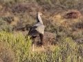 Secretary Bird - R382, Port Nolloth ZA-Northern Cape (-29.1545,16.8575), Northern Cape, South Africa,, Dec 1, 2024 Secretary Bird - R382, Port Nolloth ZA-Northern Cape (-29.1545,16.8575), Northern Cape, South Africa,, Dec 1, 2024