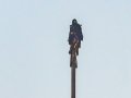 Verreauxs Eagle - Langebaan Quarry, Western Cape, ZA on Fri Nov 29, 2024 Verreauxs Eagle - Langebaan Quarry, Western Cape, ZA on Fri Nov 29, 2024