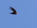 Common Swift - North of Calvinia (R27) ZA-Northern Cape (-30.9709,20.3261), Northern Cape, ZA on Sat Nov 30, 2024 Common Swift - North of Calvinia (R27) ZA-Northern Cape (-30.9709,20.3261), Northern Cape, ZA on Sat Nov 30, 2024