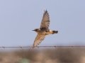 Familiar Chat - R382, Port Nolloth ZA-Northern Cape (-29.1545,16.8575), Northern Cape, South Africa,, Dec 1, 2024 Familiar Chat - R382, Port Nolloth ZA-Northern Cape (-29.1545,16.8575), Northern Cape, South Africa,, Dec 1, 2024