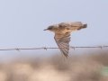 Familiar Chat - R382, Port Nolloth ZA-Northern Cape (-29.1545,16.8575), Northern Cape, South Africa,, Dec 1, 2024 Familiar Chat - R382, Port Nolloth ZA-Northern Cape (-29.1545,16.8575), Northern Cape, South Africa,, Dec 1, 2024