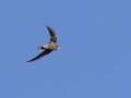 Common Swift - North of Calvinia (R27) ZA-Northern Cape (-30.9709,20.3261), Northern Cape, ZA on Sat Nov 30, 2024 Common Swift - North of Calvinia (R27) ZA-Northern Cape (-30.9709,20.3261), Northern Cape, ZA on Sat Nov 30, 2024