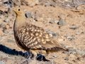 Namaqua Sandgrouse - North of Calvinia (R27) ZA-Northern Cape (-30.9709,20.3261), Northern Cape, ZA on Sat Nov 30, 2024 Namaqua Sandgrouse - North of Calvinia (R27) ZA-Northern Cape (-30.9709,20.3261), Northern Cape, ZA on Sat Nov 30, 2024