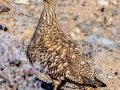 Namaqua Sandgrouse - North of Calvinia (R27) ZA-Northern Cape (-30.9709,20.3261), Northern Cape, ZA on Sat Nov 30, 2024 Namaqua Sandgrouse - North of Calvinia (R27) ZA-Northern Cape (-30.9709,20.3261), Northern Cape, ZA on Sat Nov 30, 2024