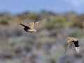 Namaqua Sandgrouse - North of Calvinia (R27) ZA-Northern Cape (-30.9709,20.3261), Northern Cape, ZA on Sat Nov 30, 2024 Namaqua Sandgrouse - North of Calvinia (R27) ZA-Northern Cape (-30.9709,20.3261), Northern Cape, ZA on Sat Nov 30, 2024